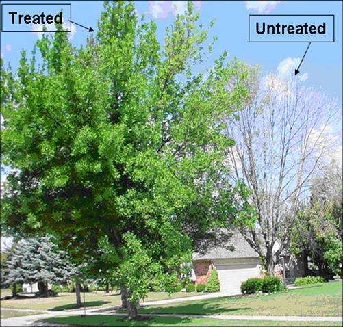 EAB treated vs. untreated